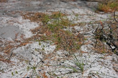 Cyperus grayi (Grays Flatsedge)