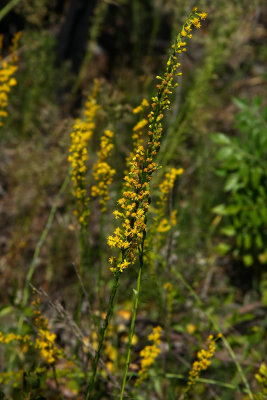 Solidago stricta (Wand-like Goldenrod)