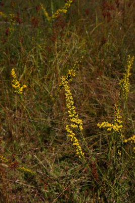 Solidago stricta (Wand-like Goldenrod)