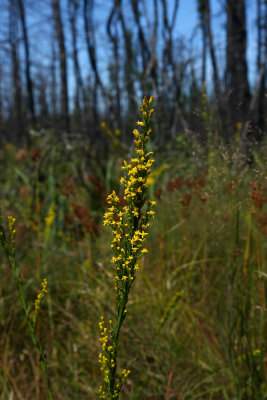 Solidago stricta (Wand-like Goldenrod)