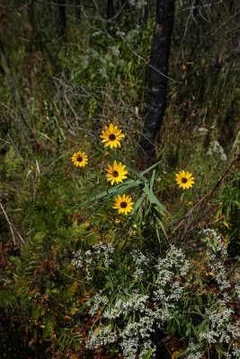 Helianthus angustifolius (Swamp Sunflower)