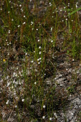 Eriocaulon aquaticum (septangulare) (Seven-angled Pipewort)