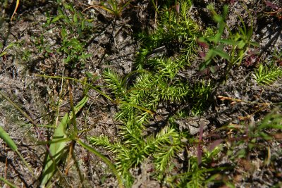 Lycopodiella appressa (Southern Bog Clubmoss)