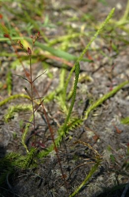 Lycopodiella appressa (Southern Bog Clubmoss)