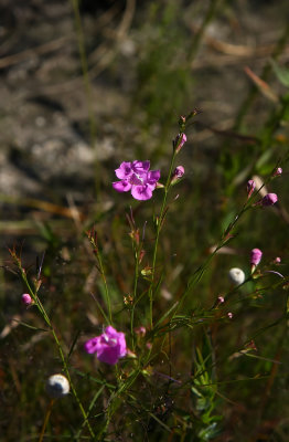 Gerardia (Agalina) racemulosa (Pine Barren Gerardia)