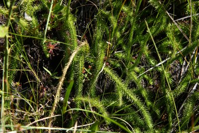 Lycopodiella appressa (Southern Bog Clubmoss)