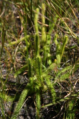 Lycopodiella alopecuroides (Foxtail Clubmoss)