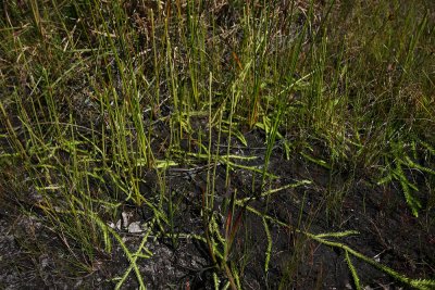 Lycopodiella appressa (Southern Bog Clubmoss)