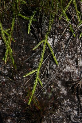 Lycopodiella appressa (Southern Bog Clubmoss)