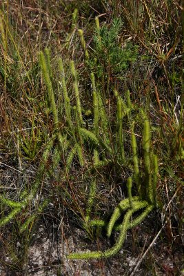 Lycopodiella alopecuroides (Foxtail Clubmoss)
