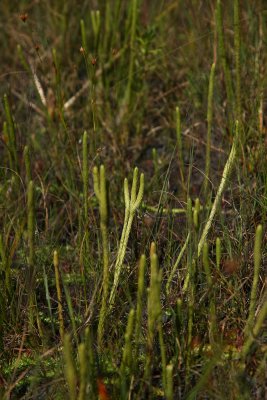 Lycopodiella appressa (Southern Bog Clubmoss)