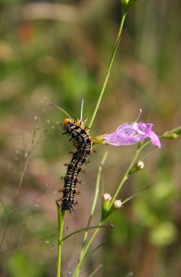 Buckeye caterpillar eating Gerardia