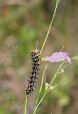 Buckeye caterpillar eating Gerardia