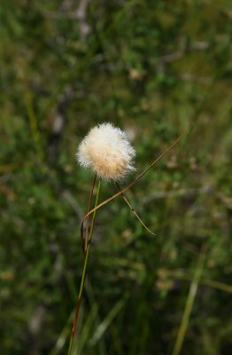 Eriophorum virginicum (Tawny Cotton Grass)