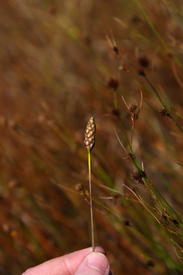 Xyris smalliana (Small's Yellow Eyed Grass)