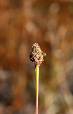 Xyris fimbriata (Fringed Yellow-eyed Grass)