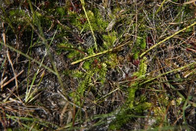 Lycopodiella caroliniana (Slender Clubmoss)