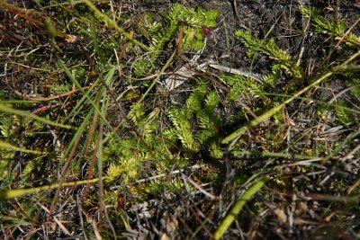 Lycopodiella caroliniana (Slender Clubmoss)