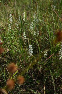 Spiranthes cernua (Nodding Ladies Tresses)