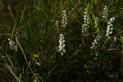 Spiranthes cernua (Nodding Ladies Tresses)