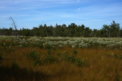 Eupatorium resinosum (Pine Barrens Boneset)