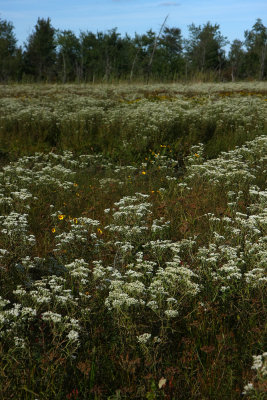 Eupatorium resinosum (Pine Barrens Boneset)