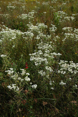 Eupatorium resinosum (Pine Barrens Boneset)