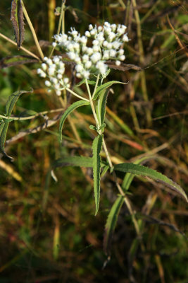 Eupatorium resinosum (Pine Barrens Boneset)