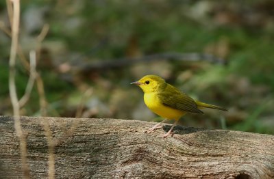 Hooded Warbler (female)