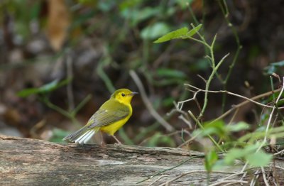 Hooded Warbler (female)