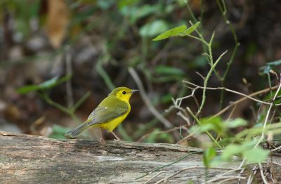 Hooded Warbler (female)