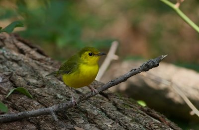 Hooded Warbler (female)