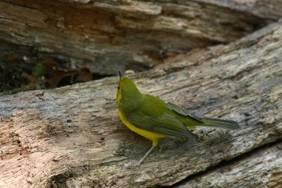 Hooded Warbler (female)