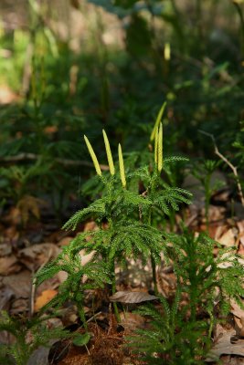 Lycopodium obscurum (Tree Clubmoss)