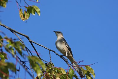 Northern Mockingbird