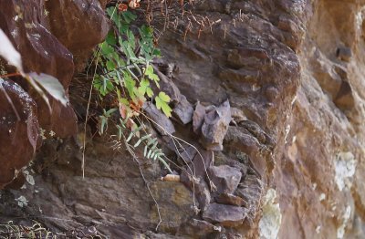 Pellaea atropurpurea (Purple Stemmed Cliffbrake)