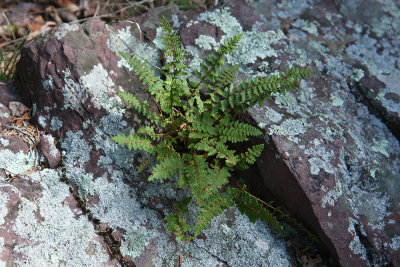 Woodsia ilvensis (Rusty Woodsia)