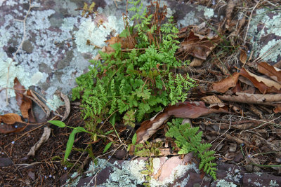 Woodsia obtusa (Blunt-lobed Woodsia)