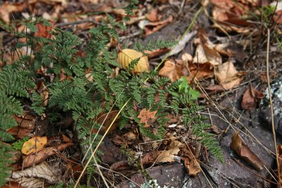 Cheilanthes lanosa (Hairy Lip Fern)