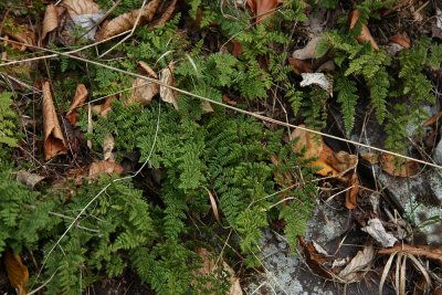 Cheilanthes lanosa (Hairy Lip Fern)