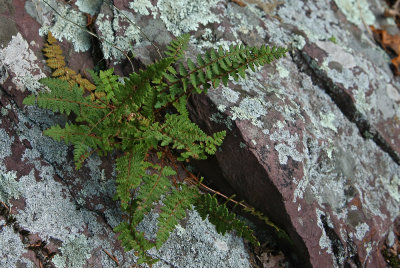 Woodsia ilvensis (Rusty Woodsia)