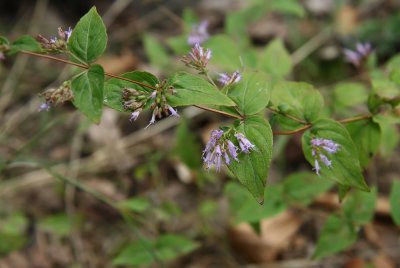 Cunila origanoides (Dittany)