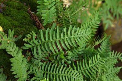 Hybrid between Polypodium virginianum and P. appalachianum