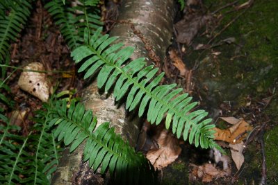 Hybrid between Polypodium virginianum and P. appalachianum