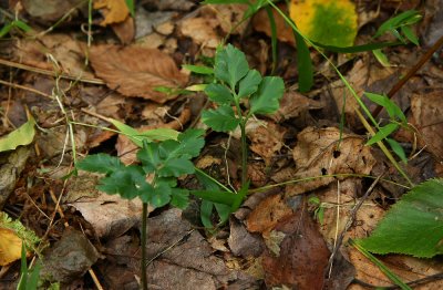 Botrychium oneidense (Blunt-lobed Grape Fern)