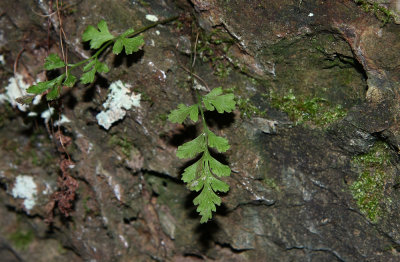 Cystopteris tenuis (McCay's Fragile Fern)