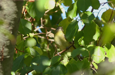 Philadelphia Vireo