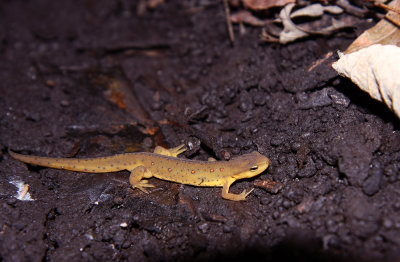 Red-spotted Newt