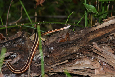 Eastern Ribbon Snake