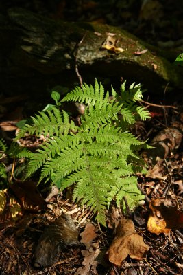 Phegopteris hexagonoptera (Broad Beech Fern)